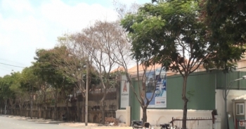 TP HCM: Hàng loạt cây xanh chết bất thường trên đường phố