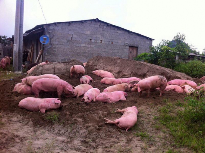 Xe chở lợn chết, lợn thải loại tr&ecirc;n đường vận chuyển ngược về nội địa đến địa phận tỉnh Cao Bằng th&igrave; bị tai nạn v&agrave; bị tạm giữ.