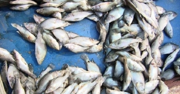 Ai chịu trách nhiệm vụ cá chết dọc ven biển miền Trung?