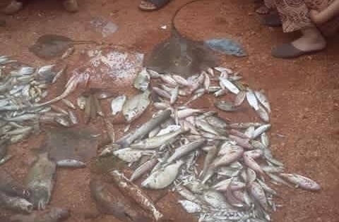 Bán cá chết dọc ven biển nhiễm độc có thể bị phạt tù?