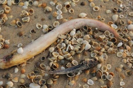 Cá biển chết hàng loạt: Xử lý nghiêm, bất kể là ai