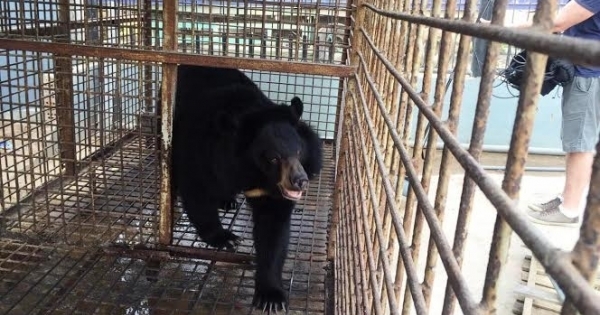 Đà Nẵng: Cứu hộ một cá thể gấu nuôi tại Đà Nẵng