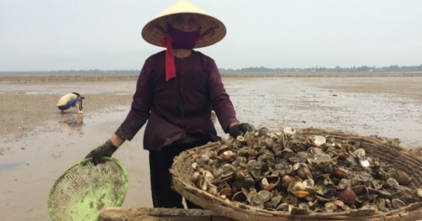 Cùng với cá, hơn 60 tấn ngao chết trắng tại Hà Tĩnh