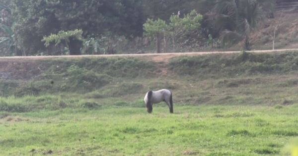Lâm Đồng: Dự án trường đua ngựa nghìn tỷ chỉ để nuôi một con... ngựa ốm