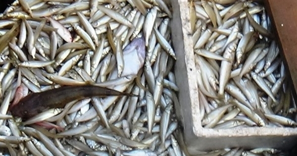 Bắt gần 1 tấn cá nhiễm độc đưa lên miền núi Quảng Bình tiêu thụ