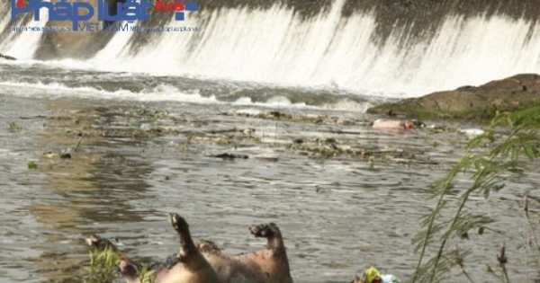 Vĩnh Phúc: Xác lợn chết vứt la liệt trên đường, trên sông Phó Đáy