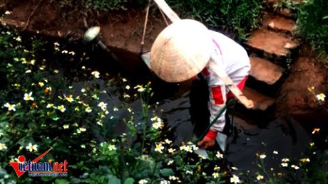 Hoảng hốt tưới rau sống bằng nước thải đen ngòm ở Hà Nội