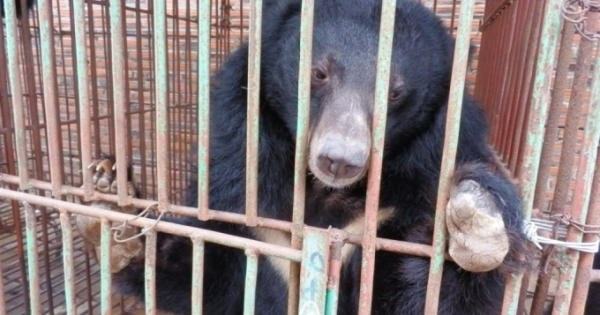 “Ngành công nghiệp” chích hút mật gấu: Chưa chấm dứt vì vướng luật