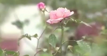 Chỉ với 150 nghìn đồng bạn đã có thể sở hữu một cây hoa hồng cổ