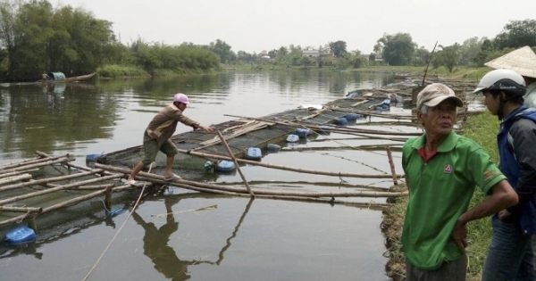 Thừa Thiên Huế: Cá nuôi lồng chết hàng loạt trên sông Bồ