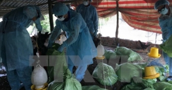 Phát hiện thêm ổ dịch cúm  A/H5N1 tại Đắk Lắk