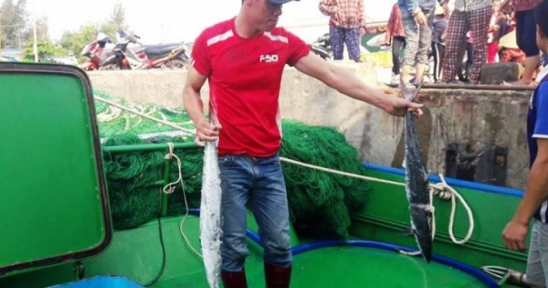 Một tàu ngư dân ở Hà Tĩnh lãi gần 400 triệu vì trúng đậm mẻ cá thu