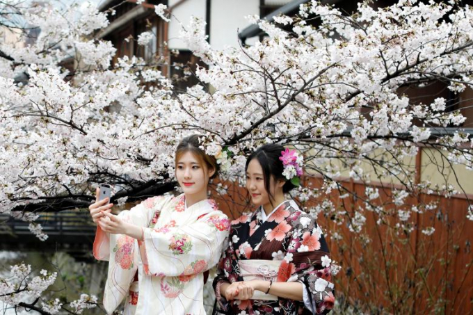 Thiếu nữ Nhật mặc trang phục truyền thống chụp ảnh lưu niệm với hoa anh đ&agrave;o ở Kyoto.