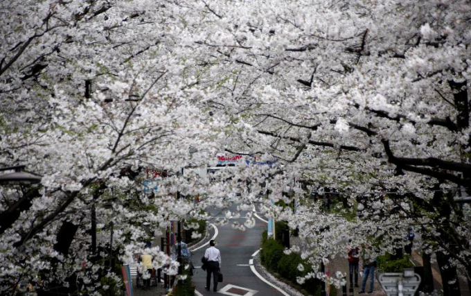 Một người đ&agrave;n &ocirc;ng đi bộ dưới những gốc c&acirc;y anh đ&agrave;o ở Tokyo.
