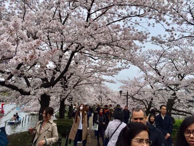 Ở Nhật Bản, hoa anh đ&agrave;o hay c&ograve;n gọi l&agrave; hoa Sakura. Laoif hoa n&agrave;y nở v&agrave;o đầu th&aacute;ng Gi&ecirc;ng cho đến tận th&aacute;ng Năm nhưng thời điểm hoa anh đ&agrave;o khoe sắc rực rỡ nhất &nbsp;thường v&agrave;o khoảng cuối th&aacute;ng Ba, đầu th&aacute;ng Tư.&nbsp;