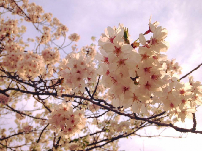 Tại Nhật Bản, hoa anh đ&agrave;o kh&ocirc;ng chỉ l&agrave; quốc hoa, l&agrave; sứ giả của m&ugrave;a xu&acirc;n, hoa anh đ&agrave;o c&ograve;n biểu tượng cho niềm hy vọng v&agrave; sự t&aacute;i sinh,&nbsp;vẻ đẹp tinh khiết v&agrave; v&ocirc; c&ugrave;ng trong s&aacute;ng.