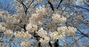 Mãn nhãn ngắm hoa anh đào rực trời Nhật Bản, Hàn Quốc