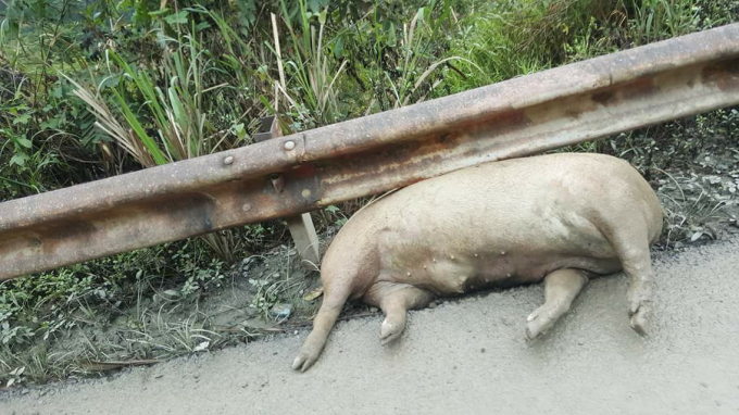 X&aacute;c lợn chết được vất tr&ecirc;n đường quốc lộ.