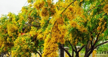 Ngắm hoa sưa vàng rực ở Quảng Nam