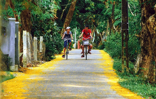 Kh&ocirc;ng chỉ ở phố thị, c&aacute;c l&agrave;ng qu&ecirc; Quảng Nam những ng&agrave;y n&agrave;y hoa sưa cũng trải dọc đường l&agrave;ng ng&otilde; x&oacute;m.