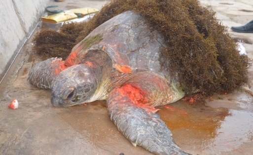 Nam Định: Cá thể rùa biển quý hiếm nặng 70kg bị thương trôi dạt vào bờ