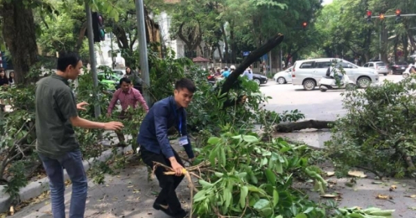 Hà Nội: Cây xanh bất ngờ đổ gục khiến nhiều người hốt hoảng