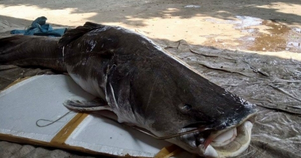 Xuất hiện cá lăng đuôi đỏ “khủng” ở Đắk Lắk