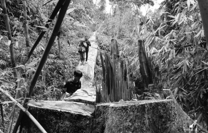 Những c&acirc;y gỗ lim qu&yacute; bị chặt ph&aacute; ở Nam Giang.