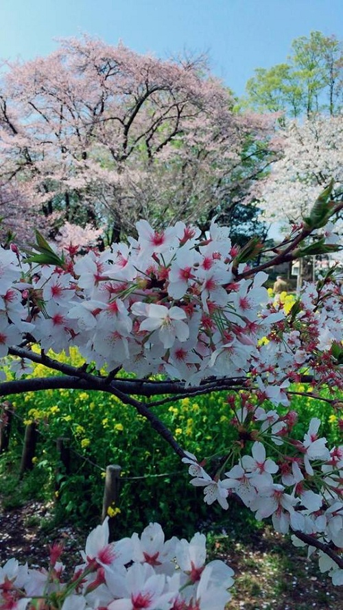 Ng&acirc;y ngất với sắc hoa anh đ&agrave;o tại Nhật Bản