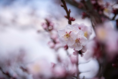 Ng&acirc;y ngất với sắc hoa anh đ&agrave;o tại Nhật Bản