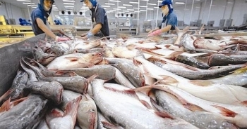 Kiểm soát chất lượng cá tra sang Trung Quốc