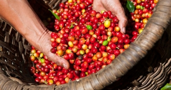 Audio Tài chính Plus: Giá cà phê thị trường nội địa giảm mạnh