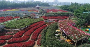 Flycam: "Thiên đường" hoa giữa lòng Hà Nội