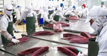 Audio Tài chính Plus: Xuất khẩu cá ngừ sang Chile tăng đột biến
