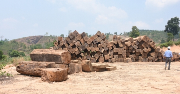 Kon Tum: Nghi vấn vụ 84 m3 gỗ không rõ nguồn gốc được “trà trộn” rồi kéo ra khỏi rừng
