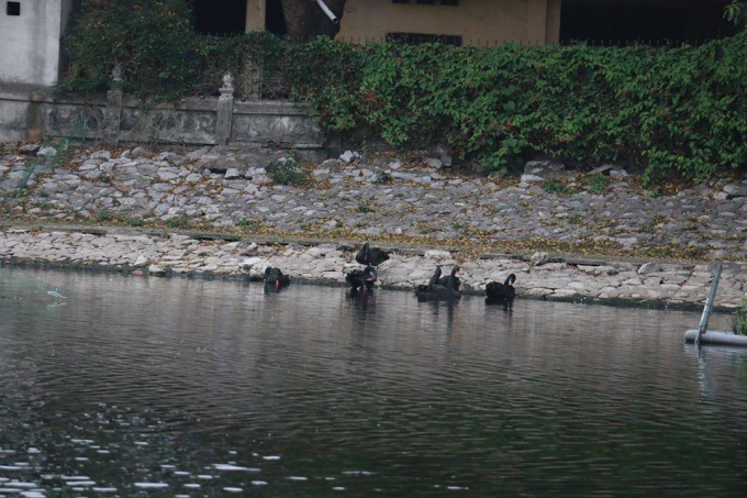 Đ&agrave;n thi&ecirc;n nga tại hồ Thiền Quang hiện nay chỉ con 11 con.