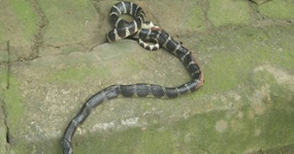 Cư dân HH2B Linh Đàm hốt hoảng khi thấy con rắn dài hơn 1m từ “trên trời rơi xuống”