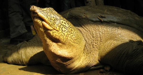 Rùa ở Sơn Tây có cùng giống rùa Hoàn Kiếm?