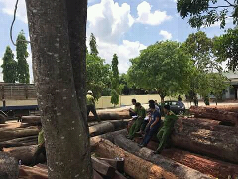 Lực lượng chức năng kiểm tra số lượng gỗ.