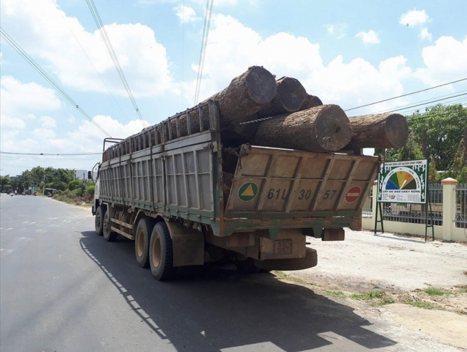 Xe tải vận chuyển gỗ được đưa về trụ sở Hạt Kiểm l&acirc;m huyện Cư J&uacute;t, tỉnh Đắk N&ocirc;ng. (Ảnh: B&aacute;o Lao động)