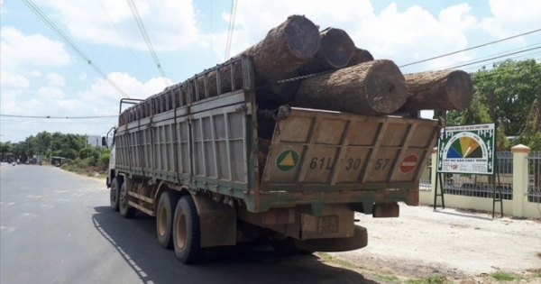 Bộ Công an bắt giữ số lượng lớn gỗ lậu trong vườn quốc gia Yok Đôn