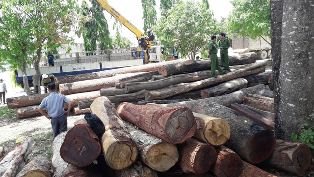 Số gỗ bị bắt quả tang được đưa về Hạt kiểm l&acirc;m huyện Cư J&uacute;t để kiểm đếm