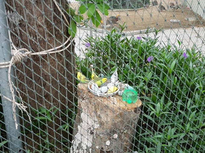 Vẹt Hong Kong (Yến Phụng) đang l&agrave; lo&agrave;i c&oacute; số lượng lớn nhất hiện nay tại vườn chim FLC Sầm Sơn.