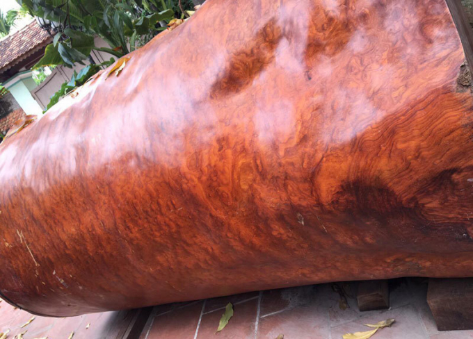 Trọng lượng của kh&uacute;c gỗ nu n&agrave;y khoảng 7-8 tấn