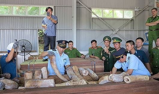 Vụ vận chuyển trái phép ngà voi ở Đà Nẵng: Phó Thủ tướng yêu cầu khẩn trương điều tra