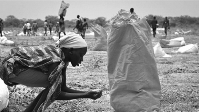 Một phụ nữ gom số cao lương vương v&atilde;i tr&ecirc;n mặt đất sau khi h&agrave;ng cứu trợ được m&aacute;y bay thả xuống Kandak, Nam Sudan hồi th&aacute;ng 5/2018.