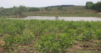 Dân ồ ạt chiếm đất bỏ hoang của Dự án nuôi bò Bình Hà để trồng keo