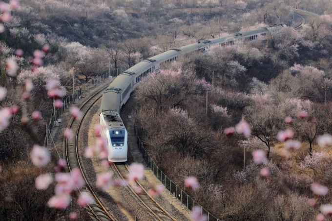 Anh đ&agrave;o nở rộ hai b&ecirc;n đường sắt cao tốc ở quận Changping, Bắc Kinh, Trung Quốc&nbsp;