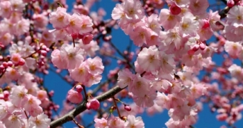 Chiêm ngưỡng sắc hoa anh đào đẹp hút hồn từ Tokyo tới Mỹ