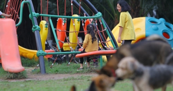 Hãi hùng cảnh trẻ em Hà Nội vô tư chơi đùa bên những con chó không rọ mõm